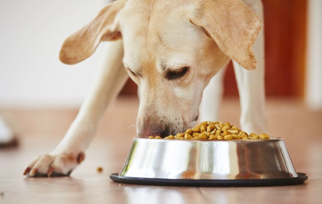 What to Do When Your Dog Has an Upset Stomach