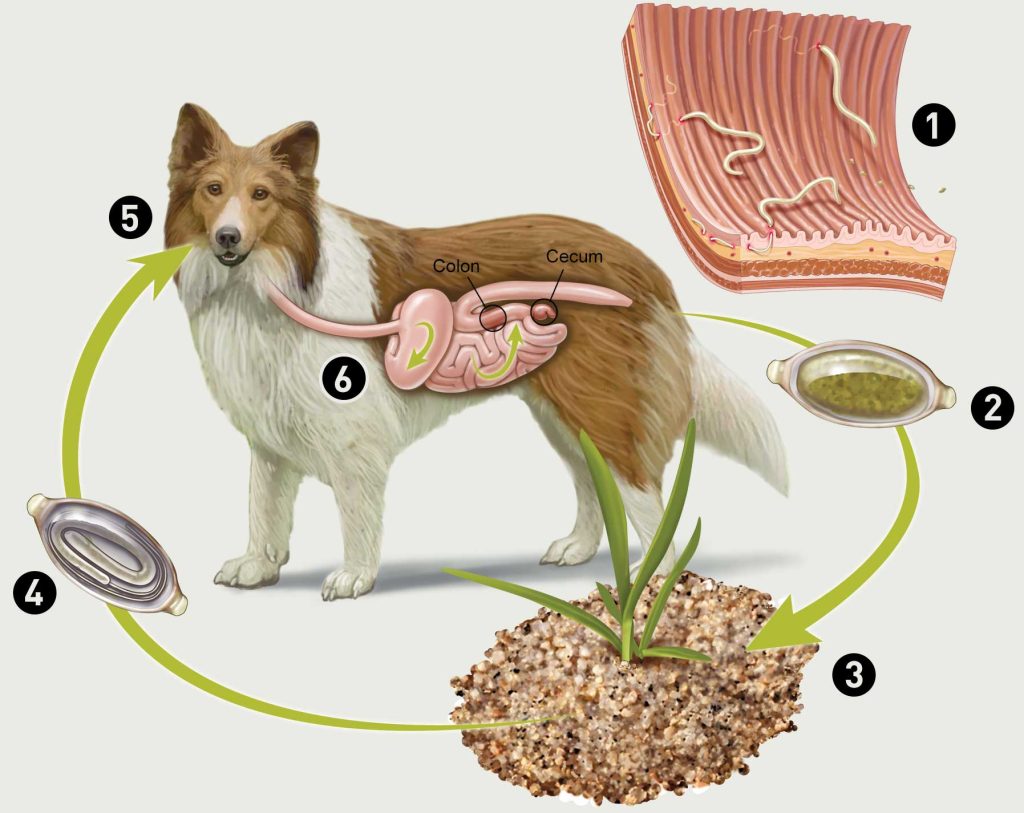 What to Do When Your Dog Has an Upset Stomach